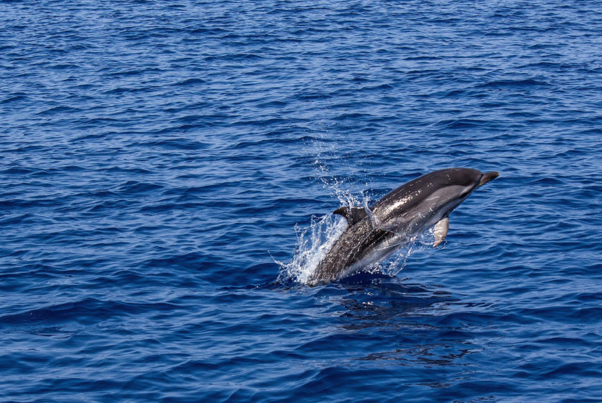 dolphin-1818853_1920.jpg
