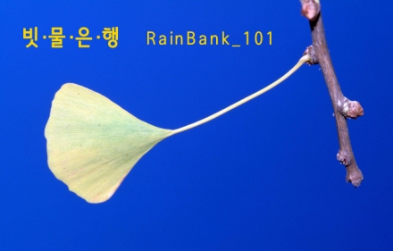 가든프로젝트, 빗물은행 ‘레인뱅크_101’ 설립… 기후위기 시대 새로운 자산 모델