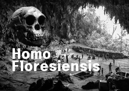 호모 플로레시엔시스(Homo floresiensis), 인류 진화의 새로운 퍼즐
