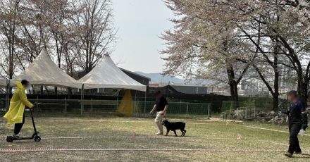 맹견사육허가제 계도기간 종료 임박…경기도 “연내 허가 완료해야”