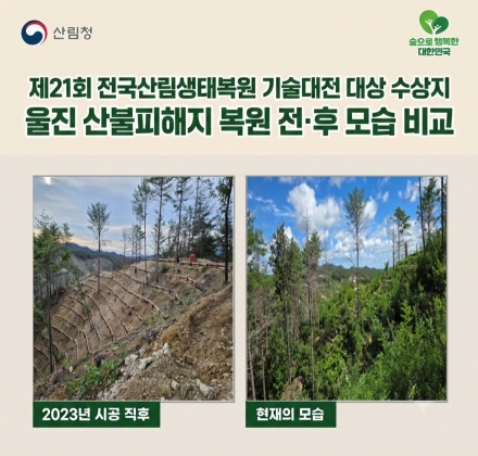 산불로 쓰러진 나무, 다시 숲을 살리는 자원으로…산림복원 기술의 변화