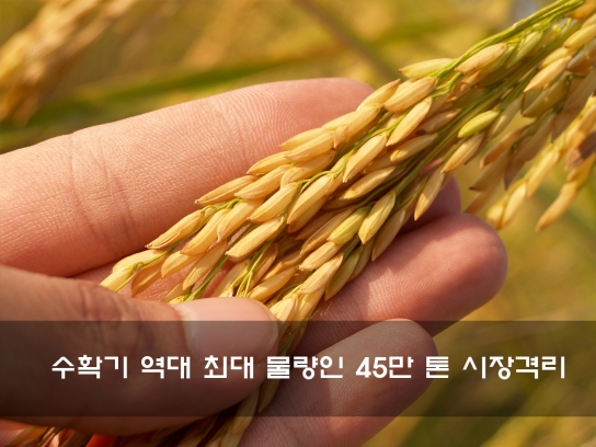 수확기 역대 최대 물량인 45만 톤 시장격리 추진
