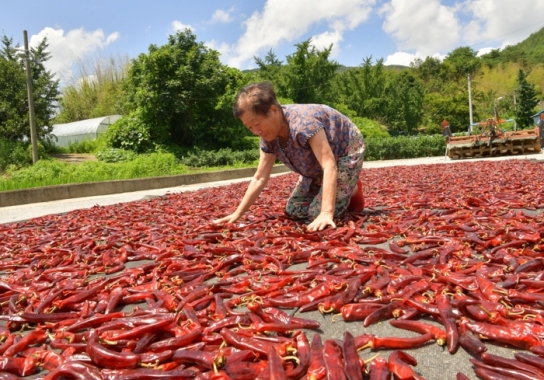 순창군, 노인 무릎인공관절 수술비 최대 100만원 지원