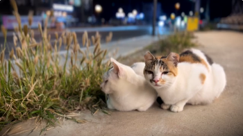 고양이 힐링 영상