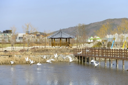도심 한가운데 포착된 멸종위기종 노랑부리저어새! 자연도 인정한 ‘생태도시 순천’