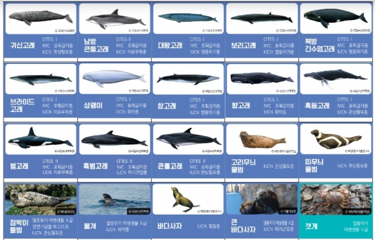 해양수산부, 참돌고래, 낫돌고래도 위판·유통 금지된다
