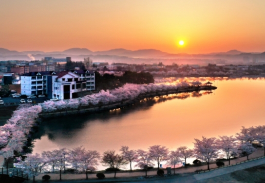 영천시, 벚꽃 즐기러 영천으로 꽃구경