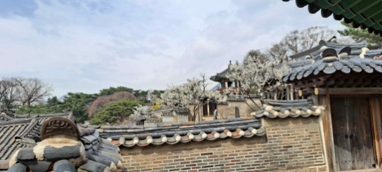 문화재청, 창덕궁·덕수궁에 내려온 봄 맞으러 오세요