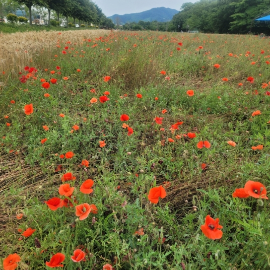 [포토뉴스] 경남 함양군 함양8경중 하나인 상림에서 만난 다양한 양귀비꽃