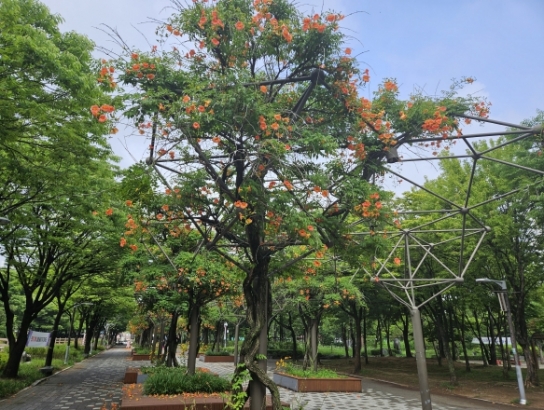 산림청, 7월 무더위 피할 수 있는 가로수길 소개