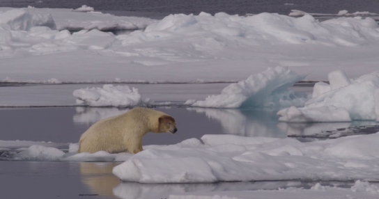 WWF, '국제 북극곰의 날'을 맞아 북극곰 현실 조명한 영상 공개