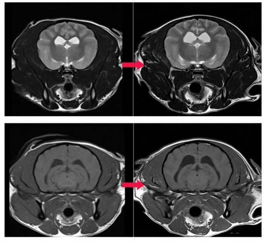 이안동물의학센터, AI 기반 MRI 기술로 1000건 촬영 돌파