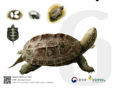 환경부, 6월 ‘이달의 멸종위기 야생생물’로 민물거북 ‘남생이’ 선정