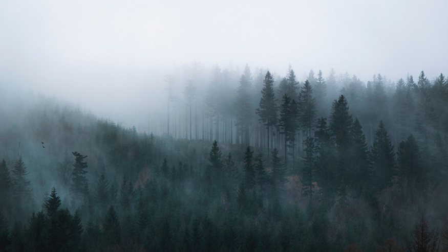 pexels-michał-osiński-아한대-산림.jpg