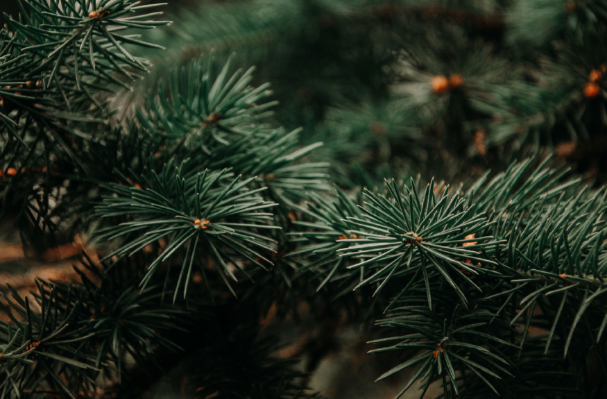 소나무.jpg
