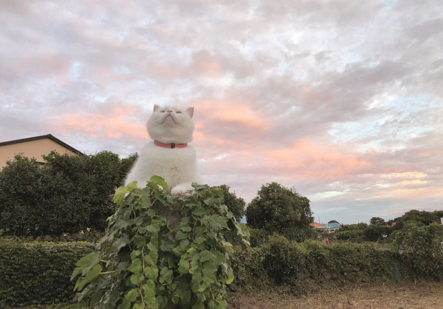 카라 고양이.jpg