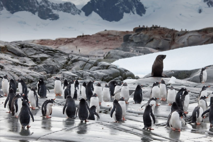 oceanwide-expeditions.jpg