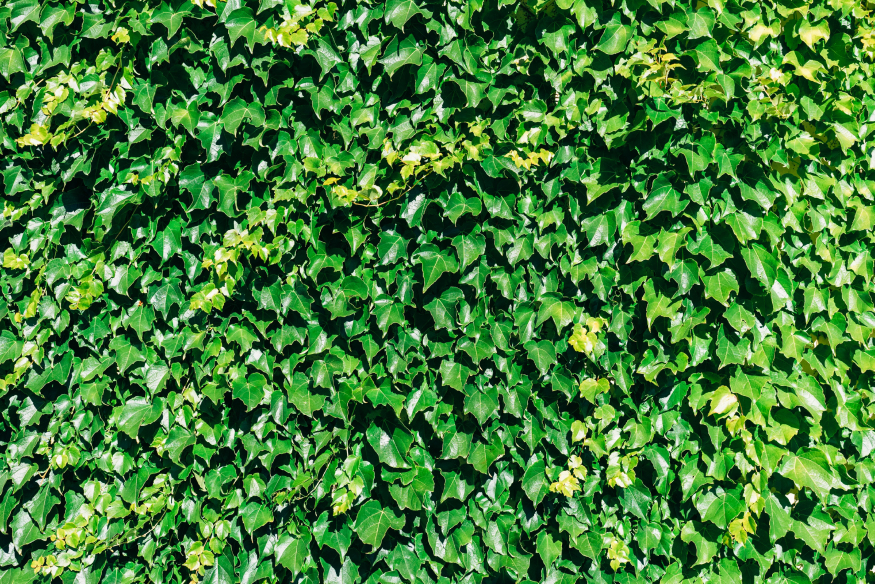 pexels-markus-winkler-5640193.jpg