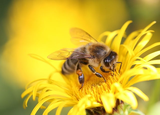 honey-bee-8320764_640.jpg